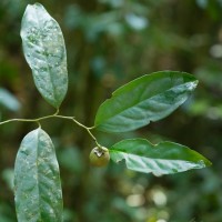 Diospyros toposia Buch.-Ham.